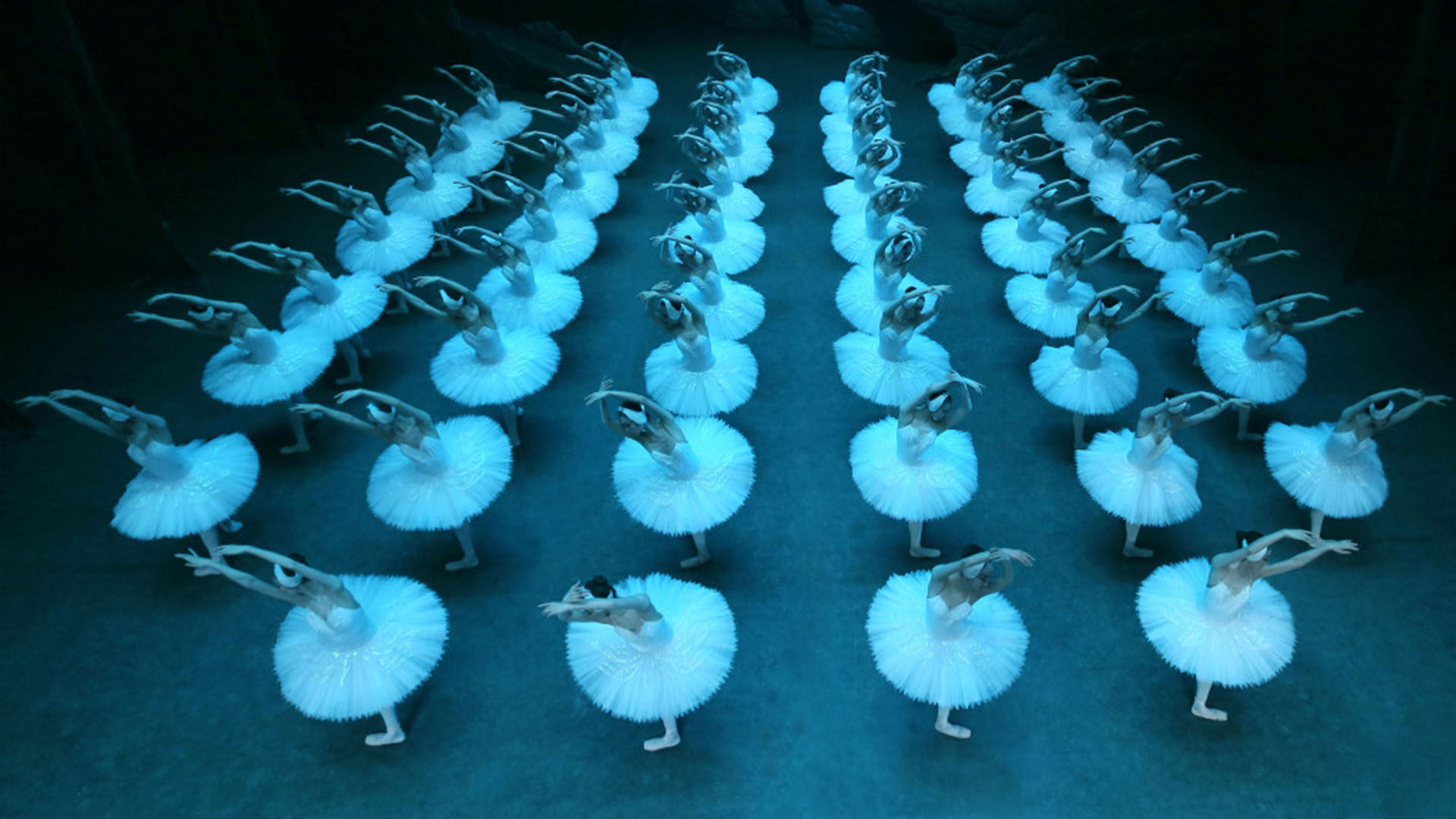 Het grootste Zwanenmeer ter Wereld