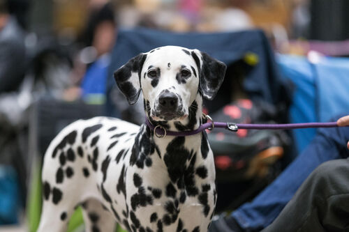 Martinidogshow