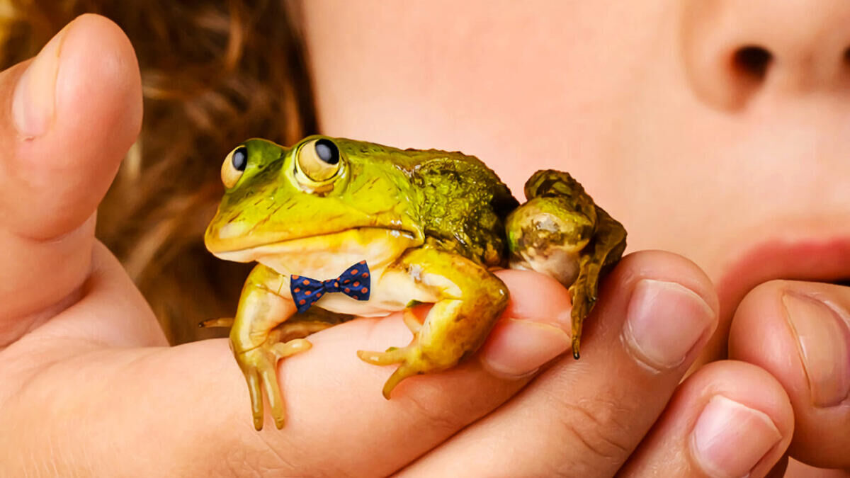 Meester Kikker